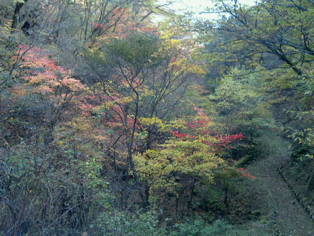 三味線滝付近の紅葉