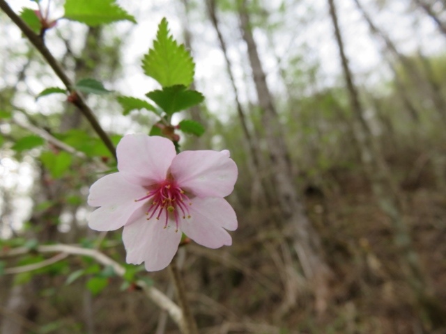 登山道の途中に咲いてた山桜