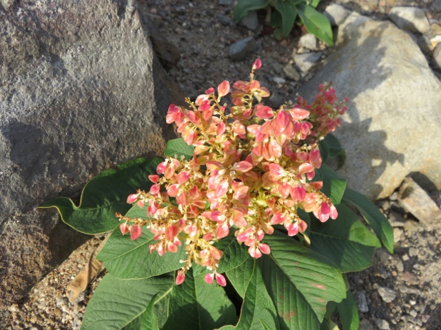 茶臼岳の御釜に咲いていたお花