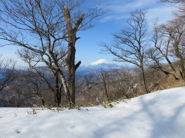 丹沢山までの登山道から富士山２