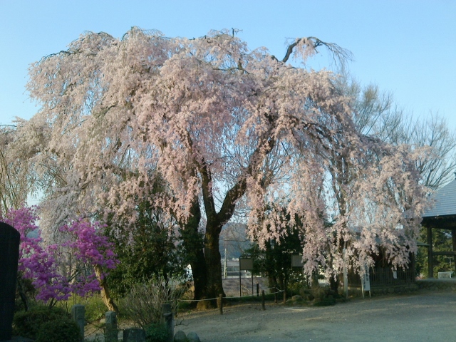 梅岩寺の枝垂桜（天然記念物）