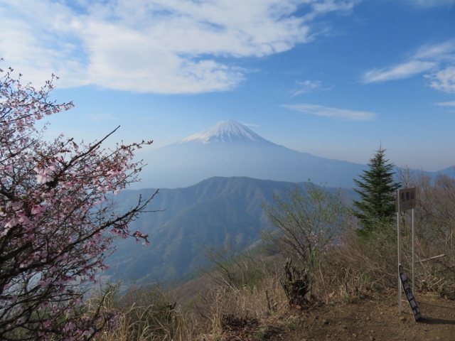 毛無山山頂から山桜と富士山