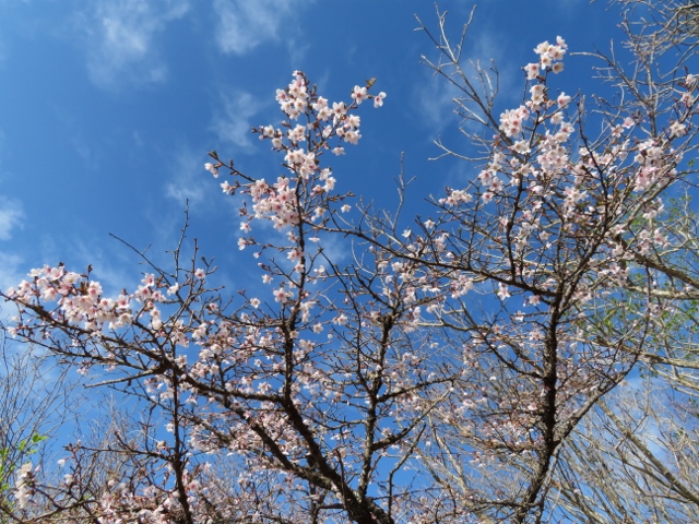毛無山山頂の十二ヶ岳方面に咲いていた桜