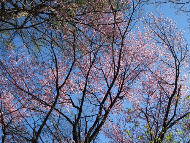 鬢櫛山に向かう途中で桜を見上げる