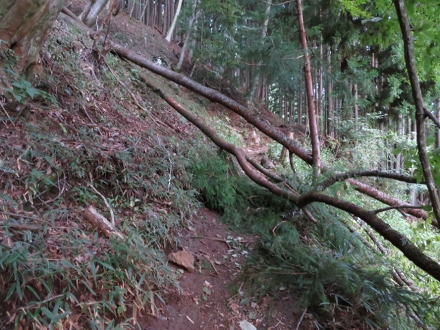 鴨沢登山口から登山道に入ってすぐの倒木
